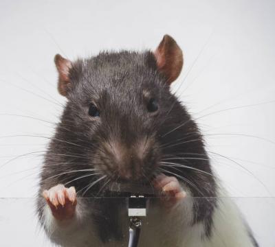 Mice Take "Selfies" in Their Cage