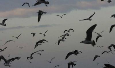 "Strange Reason" Impeding Bird Growth