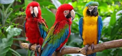 Parrots Recite Profanity Donated by Their Owners to a Public Park