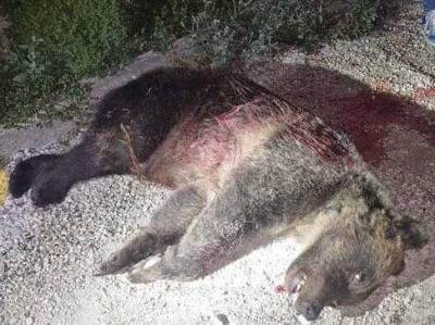 Outrage in Italy: Bear Shot Dead, Leaving Its Cubs Abandoned