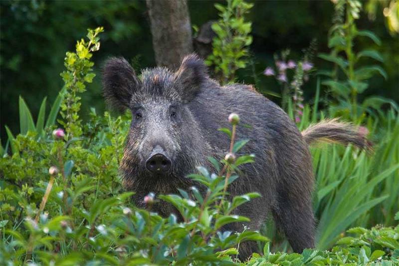 Video - Wild Boar Roaming in the Heart of Tunisia