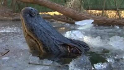 American Alligators Enter a Bear-like Hibernation
