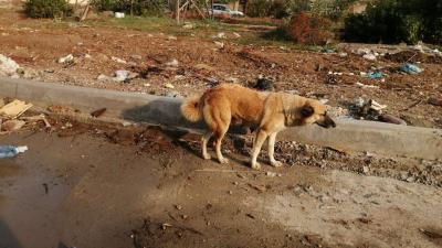 Tragedy Strikes Najaf: "Stray Dogs" Maul Girl to Death