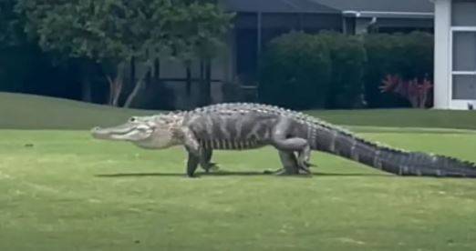 مفاجأة في ملعب الغولف.. فيديو لتمساح عملاق يتجول بحرية