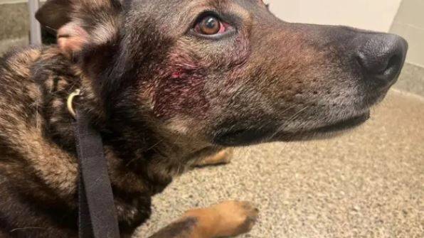 كاليفورنيا.. لص يعض كلباً بوليسياً استعانت به الشرطة لتوقيفه