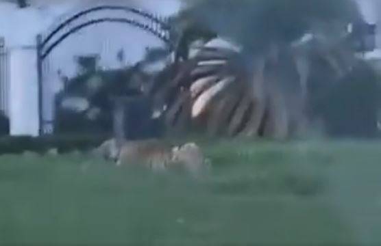 نمر بنغالي يلتهم الطعام وحارس الحديقة!