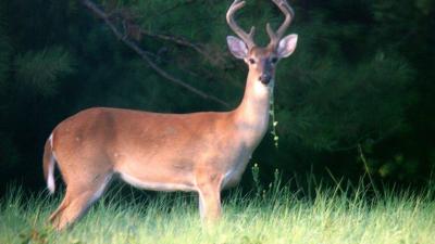 Study Warns of the Danger of Deer to Humans: Carriers of COVID-19