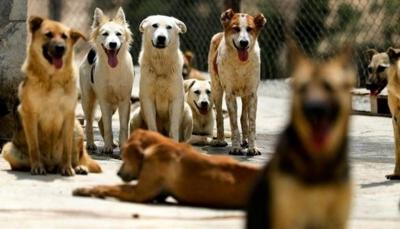 Stray Dogs Attack Child in Duhok