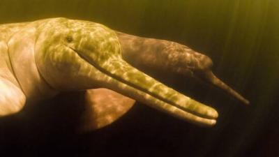Discovery of an Ancient Giant Dolphin!