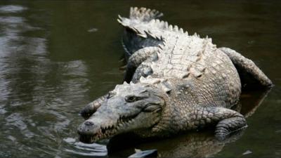 Crocodile "Steals" Drone in Shocking Encounter