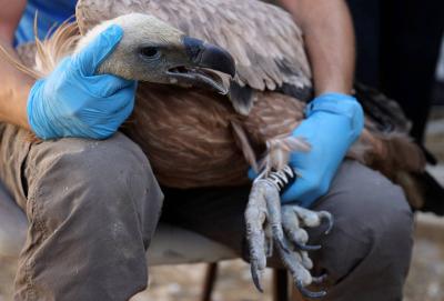 Cyprus Releases Endangered Vultures