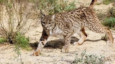"Lynx" Roaming Freely in Tangier - Morocco.. Authorities Urge Caution