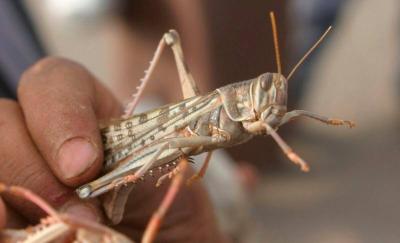 "Grasshopper Burger" in Saudi Arabia!