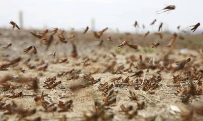 Swarms of Locusts Invade Egyptian Borders