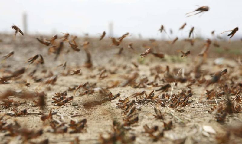 Swarms of Locusts Invade Egyptian Borders