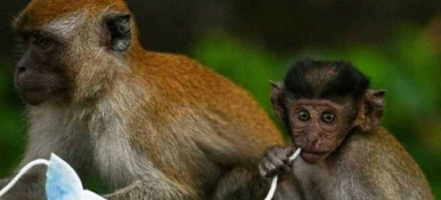 China Reports New Monkeypox Cases