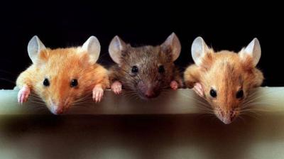 Scientists: Mice Have "Spatial Imagination"