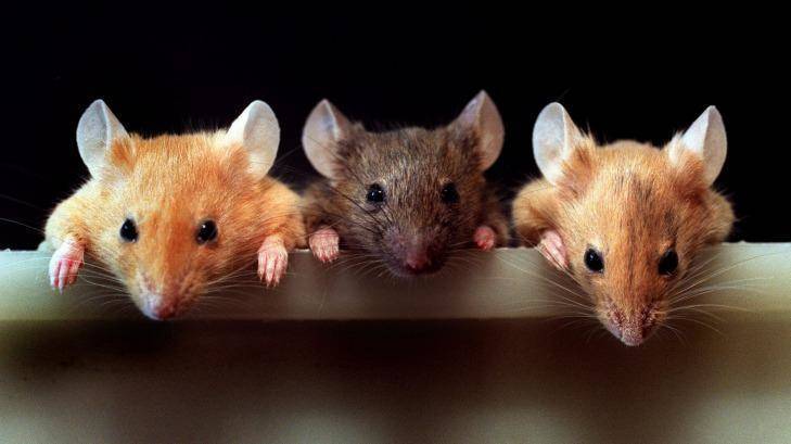 Scientists: Mice Have 