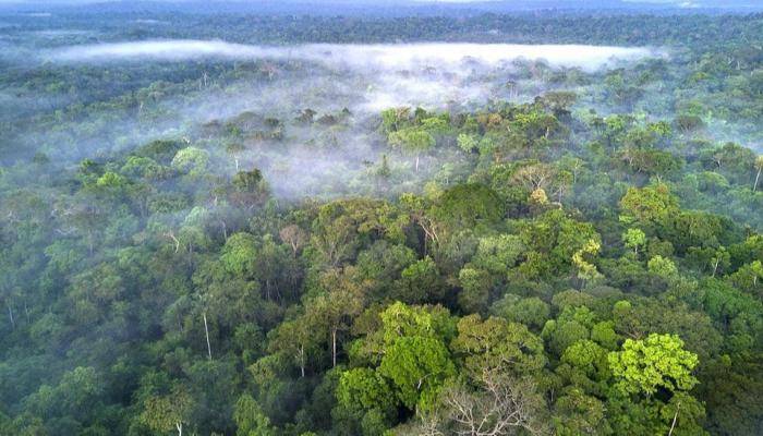 Brazilian Plan to Halt Deforestation in the Amazon by 2030