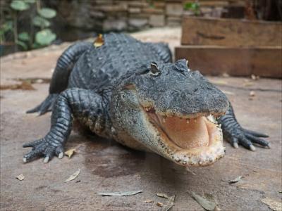 Massive Crocodile "Roaming" in Qatif, Saudi Arabia
