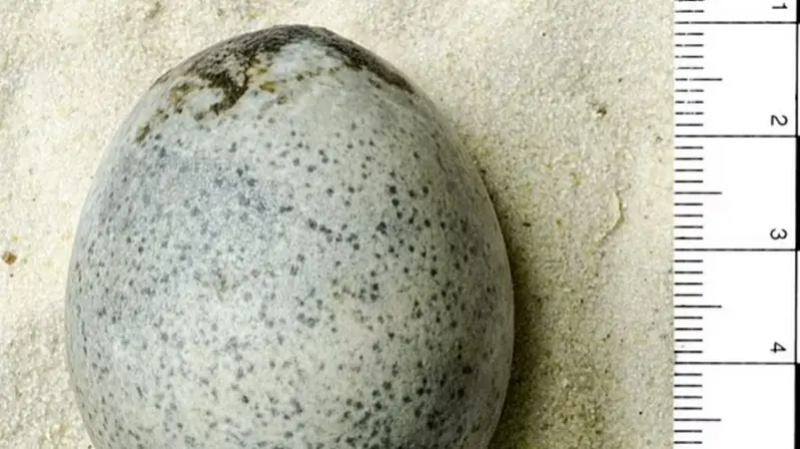 1700-Year-Old Rare Intact Egg