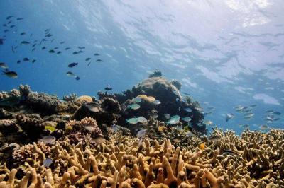 Mysterious Black Creatures Lurking in the Depths of the Ocean: What's Happening?