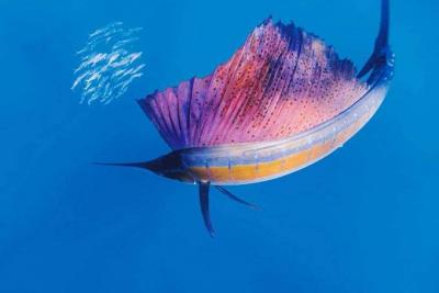 Appearance of the "Fastest" Fish in the World