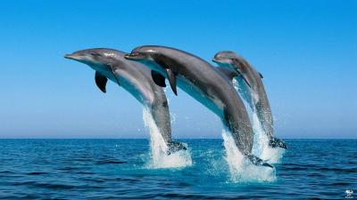 One of the Rarest and Strangest Dolphins in the World Observed