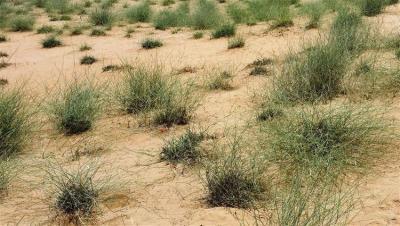 Exhibition of Wild Plants in Medina