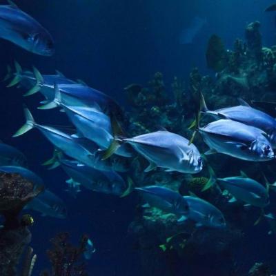 How Climate Change Affects Fish Sizes