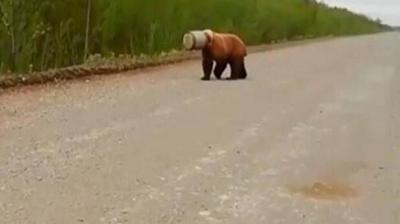 Video: Bear Killed After Getting Its Head Stuck in Metal Container in Russia