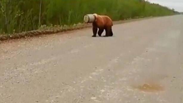 Video: Bear Killed After Getting Its Head Stuck in Metal Container in Russia