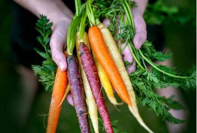 When Did Carrots Acquire Their Orange Color?