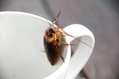 "Coffee with Insects" Almost Cost Her Life.. Here's What Happened!
