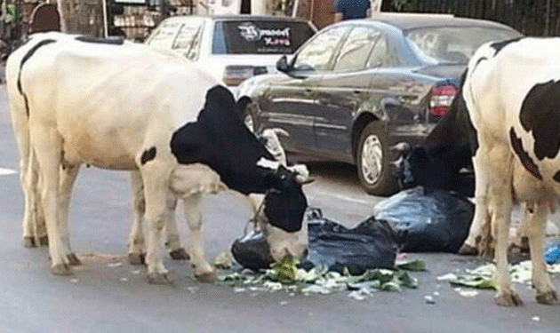 Contaminated Milk with Plastic in Tripoli Due to Stray Cows (Video)