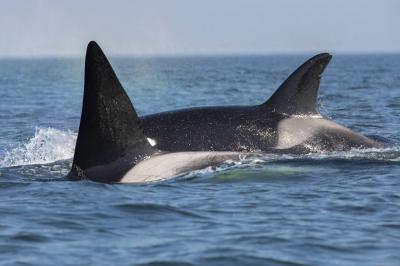 Orca Predators Shark and Extracts Its Organs - Video
