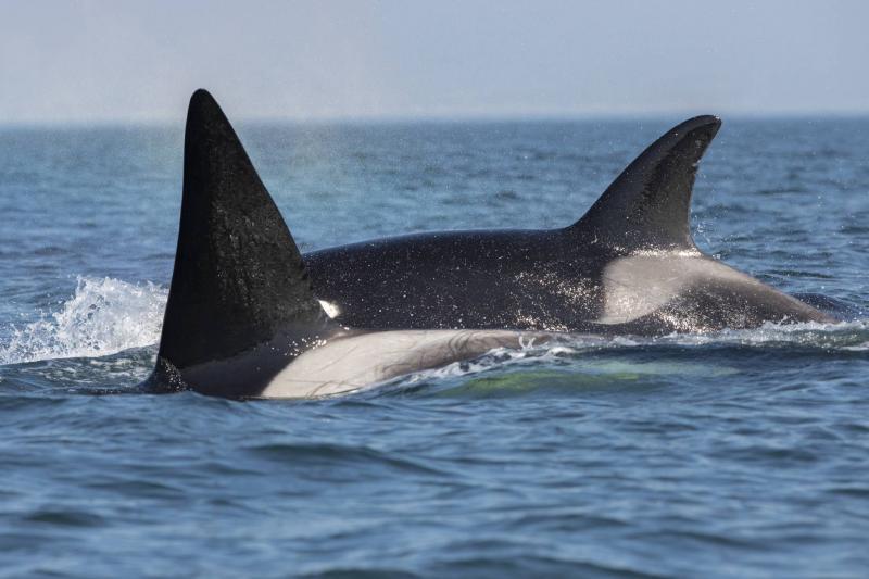 Orca Predators Shark and Extracts Its Organs - Video