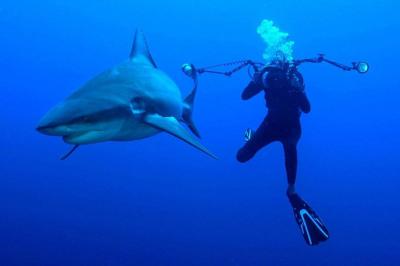 Shark Attacks Woman in New York