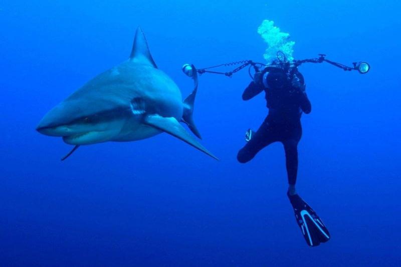 Shark Attacks Woman in New York