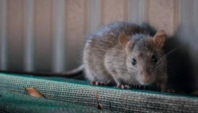 Rats Invade Coastal Villages in Australia