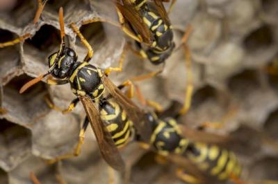 Israeli Army Victim of "Wasp Nest"!