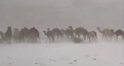 Title: Rare Scene: Camels Walking in Snow in Saudi Arabia