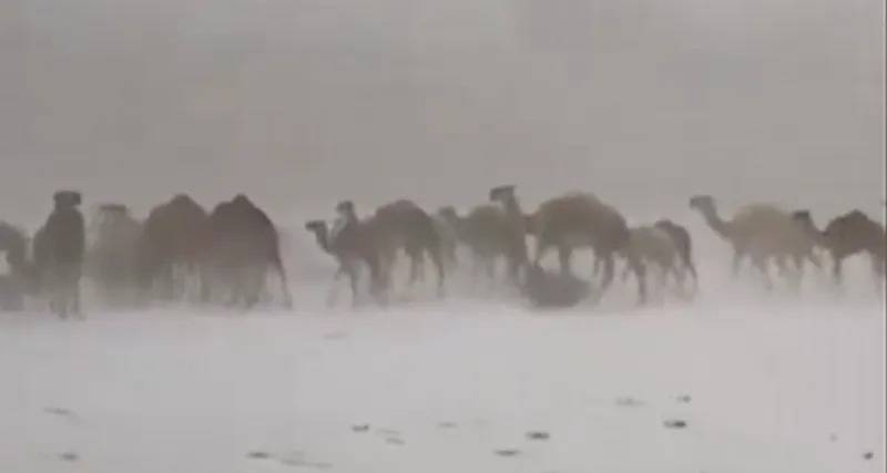 Title: Rare Scene: Camels Walking in Snow in Saudi Arabia