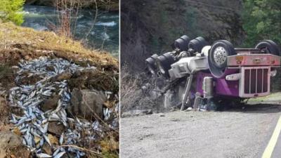 Survival of 77,000 Salmon Fish After Truck Accident