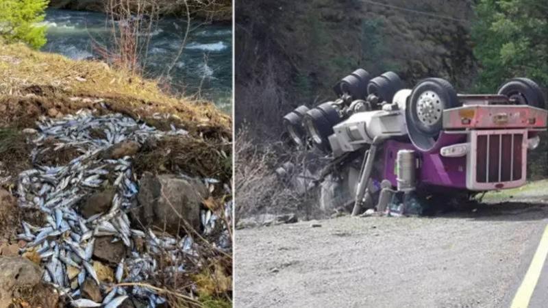 Survival of 77,000 Salmon Fish After Truck Accident