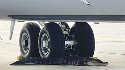 Video - Alligator Captured at Air Force Base in Florida