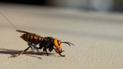 "Killer" Wasps Spread in Britain