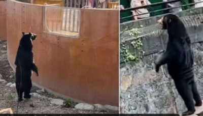 The Human-Like Bear Phenomenon Repeats in Taiwan