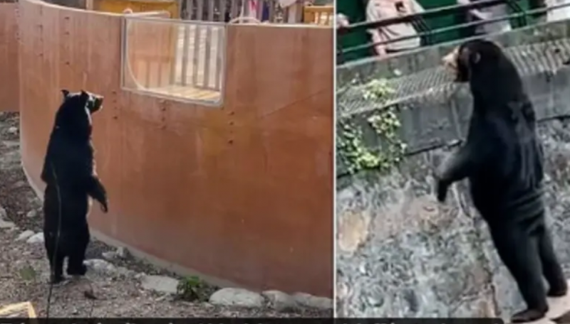 The Human-Like Bear Phenomenon Repeats in Taiwan