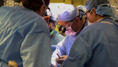 Surgeons Transplant Genetically Modified Pig Kidney into Living Patient